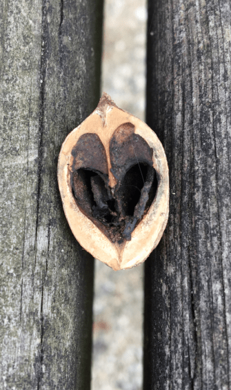 uncropped acorn love