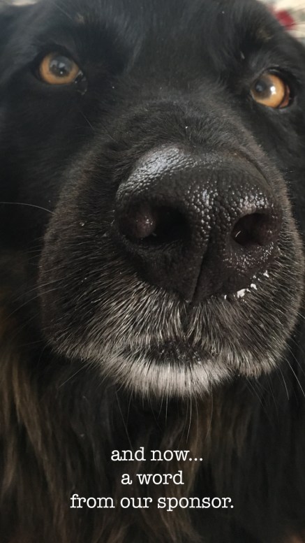 DoggaChipHeadwithwords