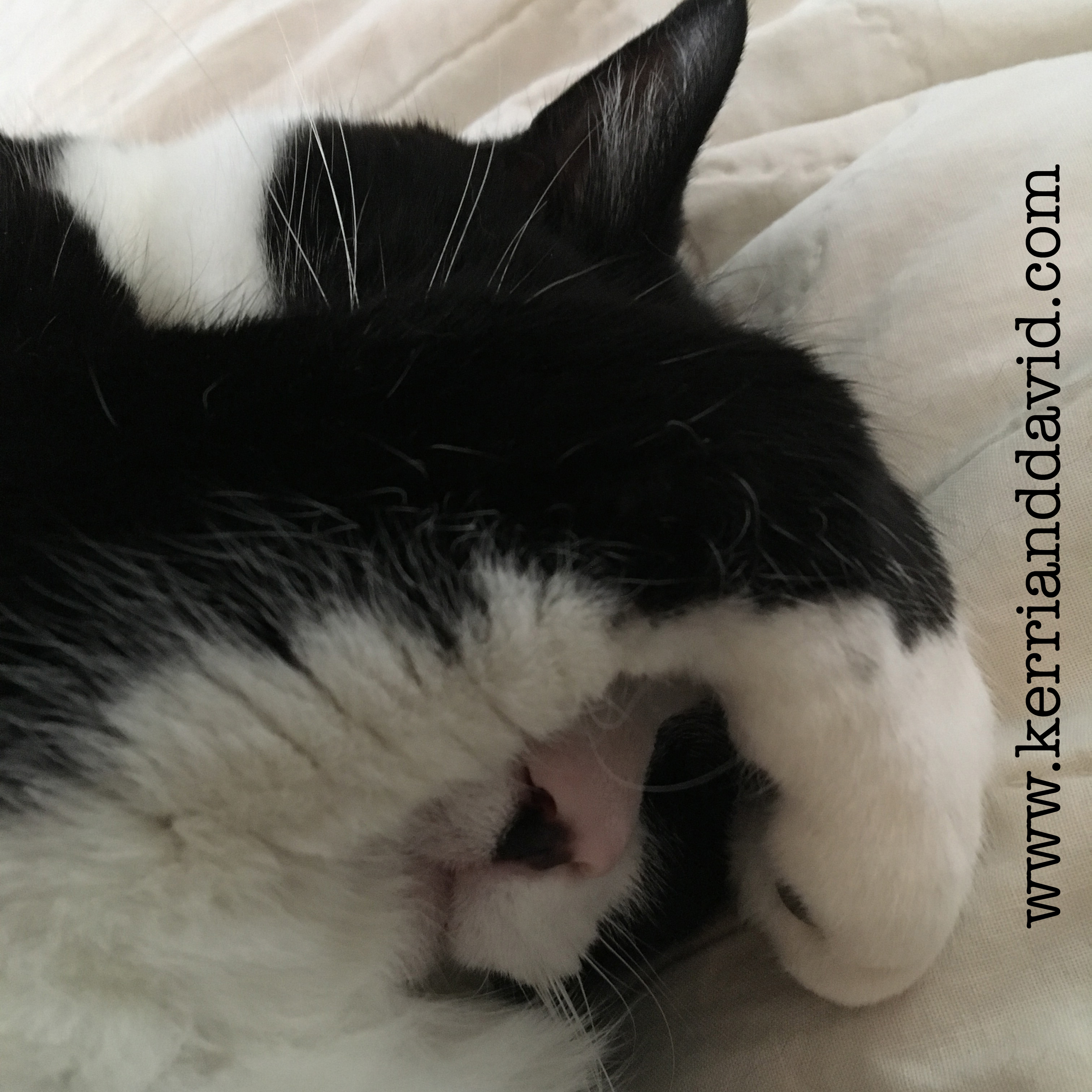 babycatContemplating website