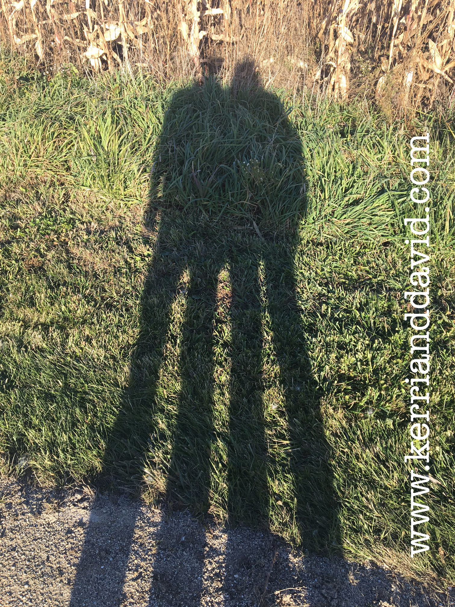 shadowsincorn WEBSITE box.jpg