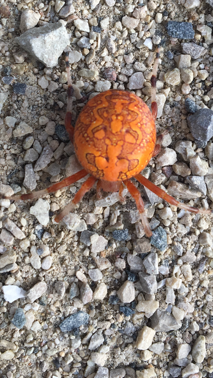 marbled orb-weaver