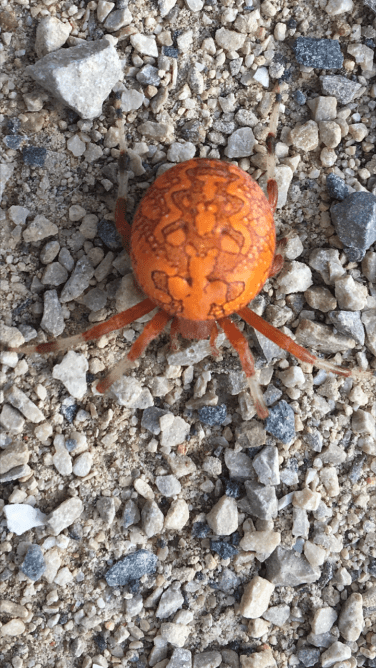 marbled orb-weaver
