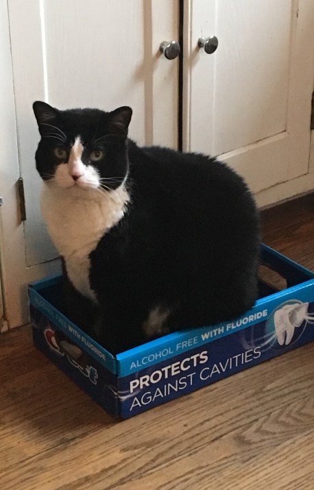 babycat in a box copy