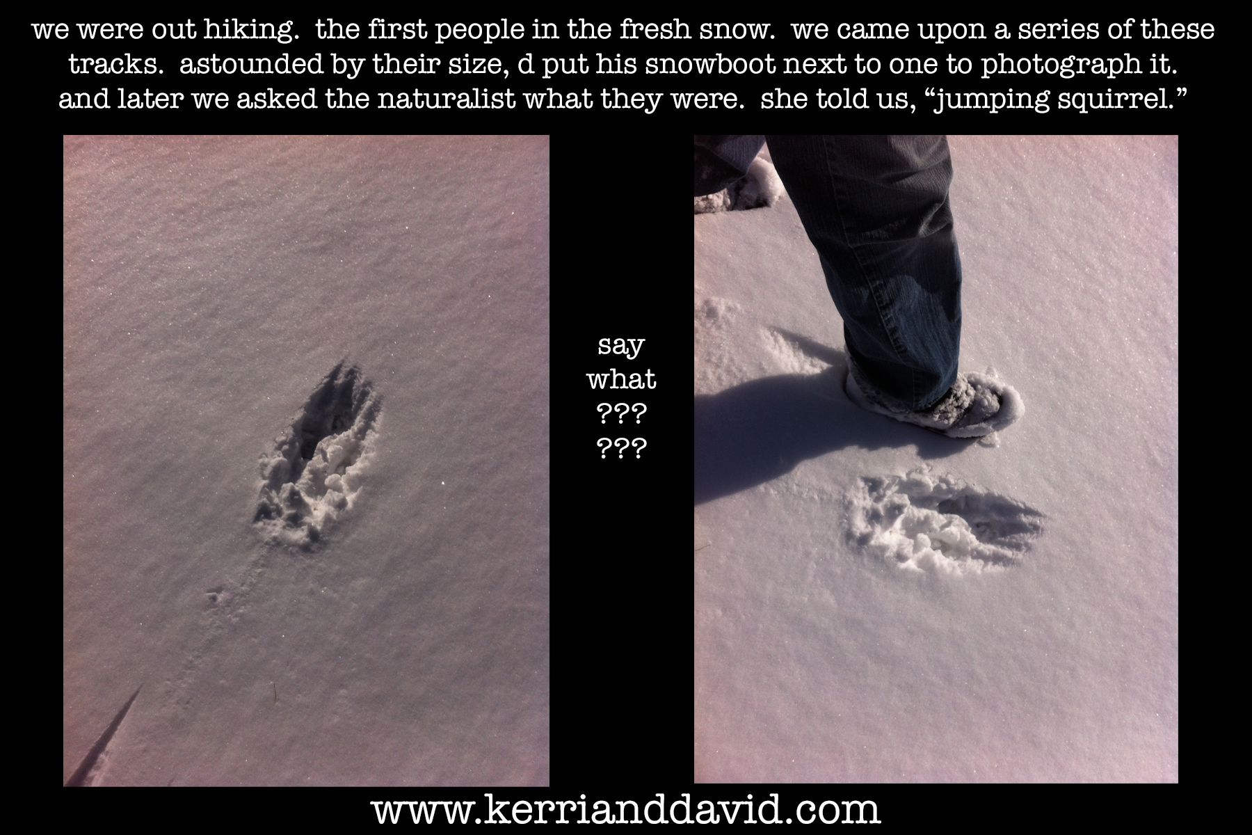 jumping squirrel tracks website box