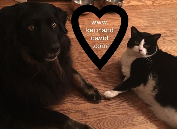 dogdog babycat paws touchingwebsite box