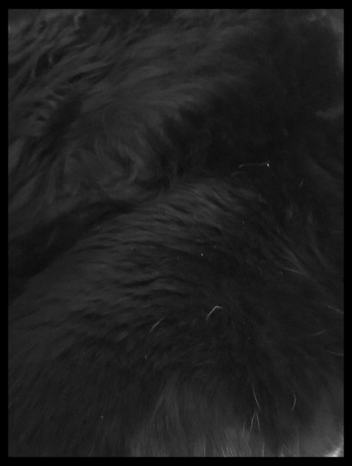 dogdogbabycatbacktoback copy