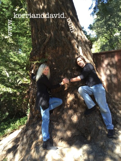 alice's restaurant, california websitebox copy