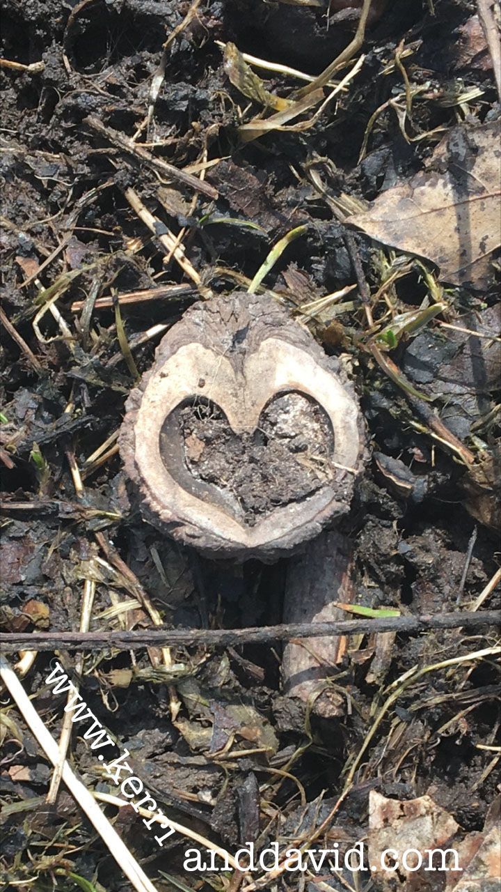 blackwalnut website box