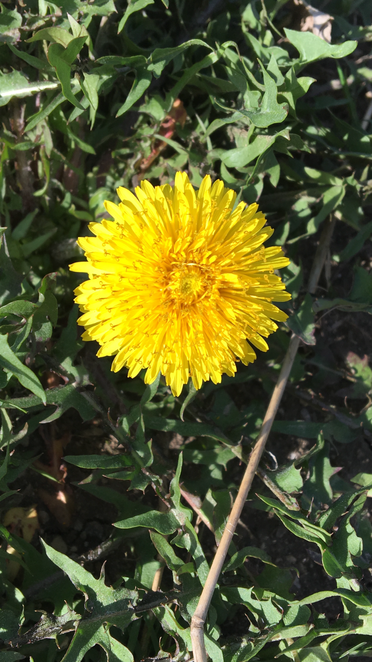 first dandelion copy