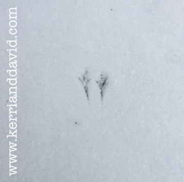 birdy feet website box