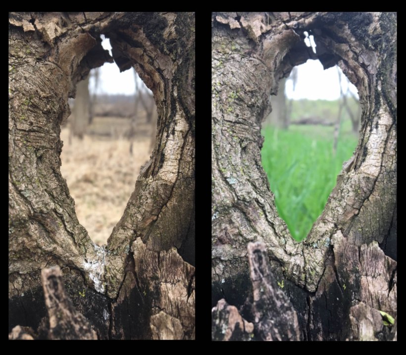 seasons through the tree copy