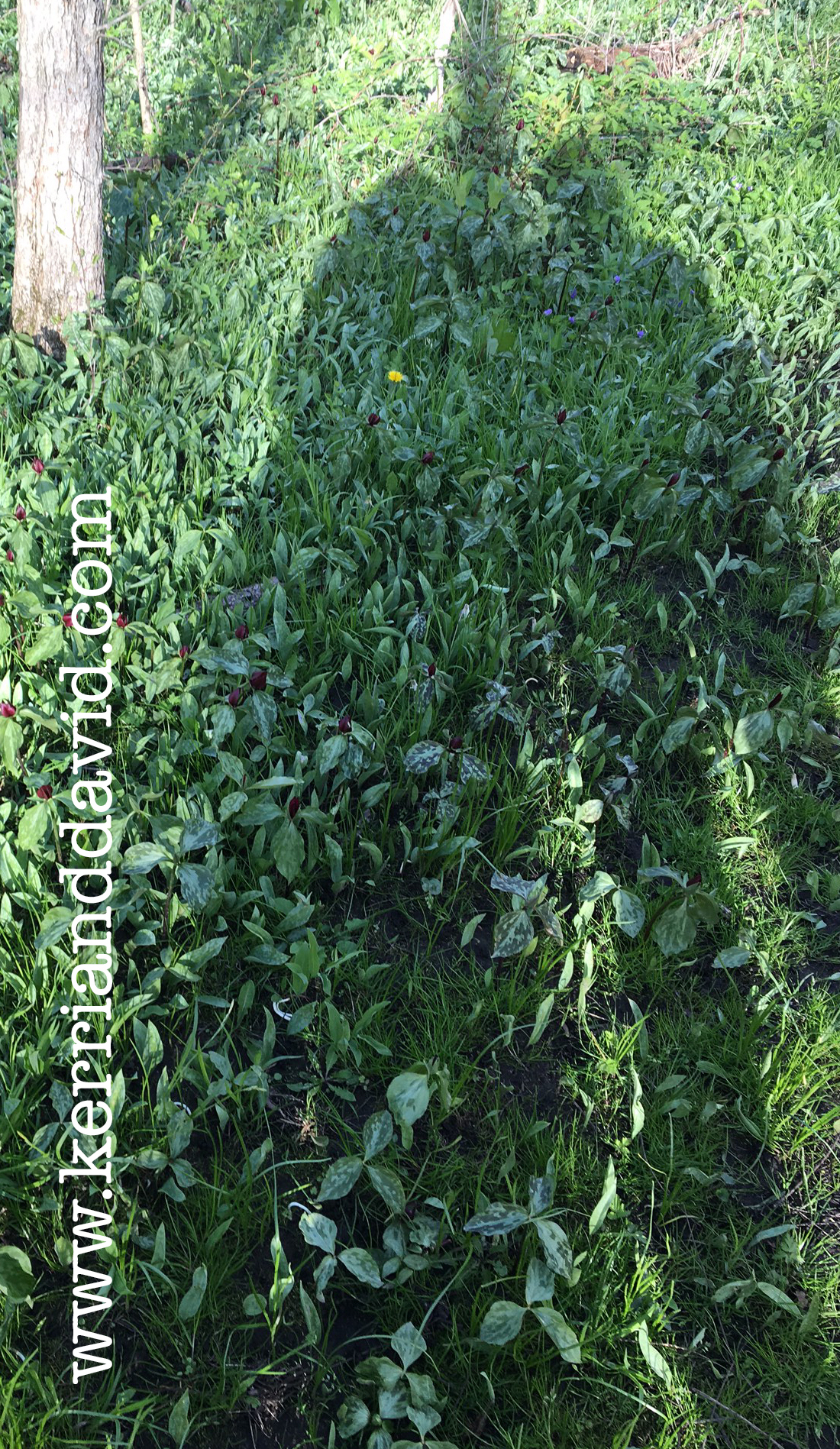 spring shadow website box