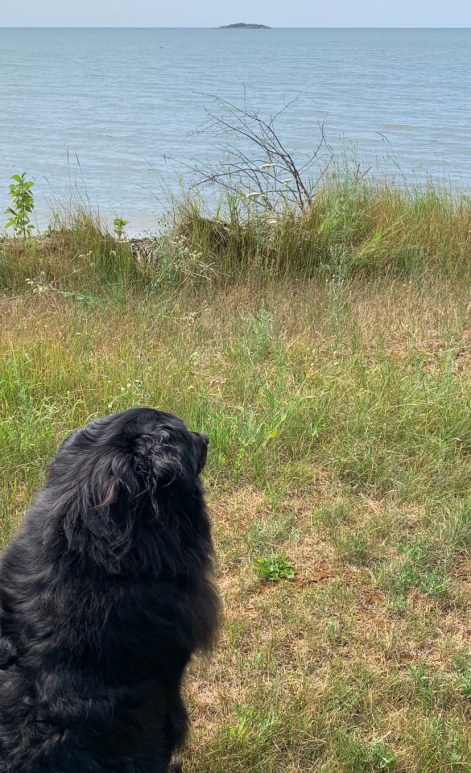 dogdog pondering copy.jpg