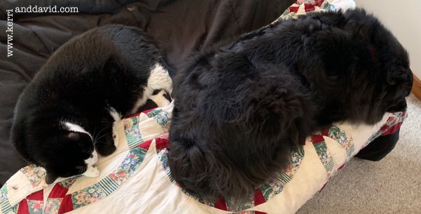 dogga&amp;babycat on quilt website box