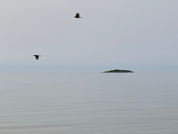 two birds and an island