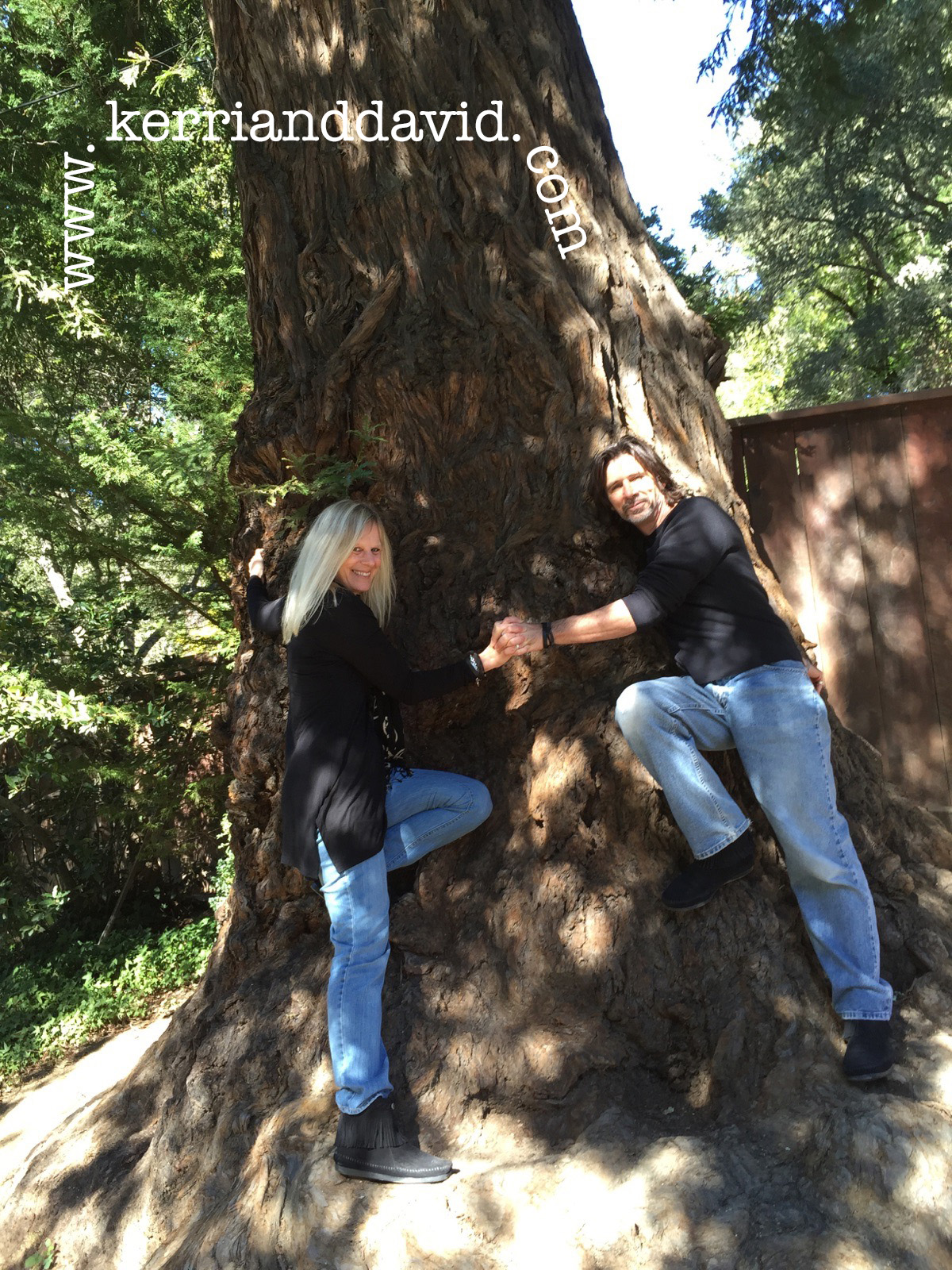 alice's restaurant, california websitebox