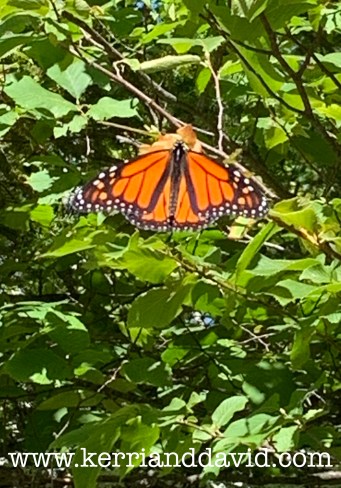 butterfly website box.jpg