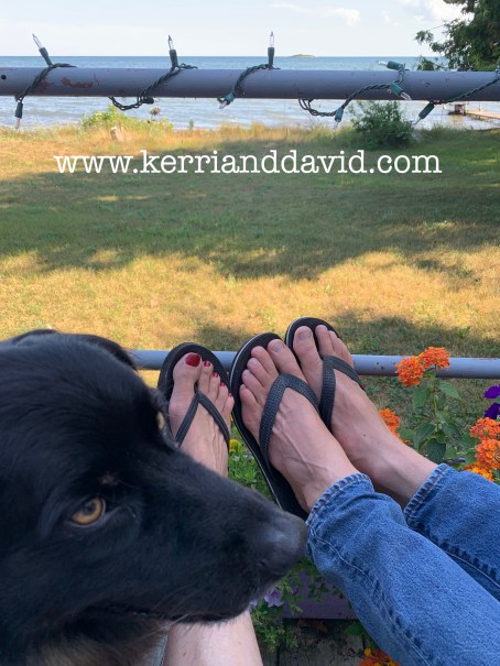 doggadeck website box