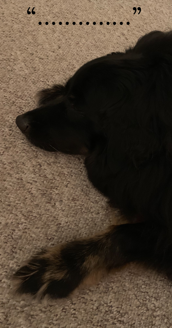 dogga end of day.jpg