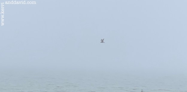 seagull in fog website box