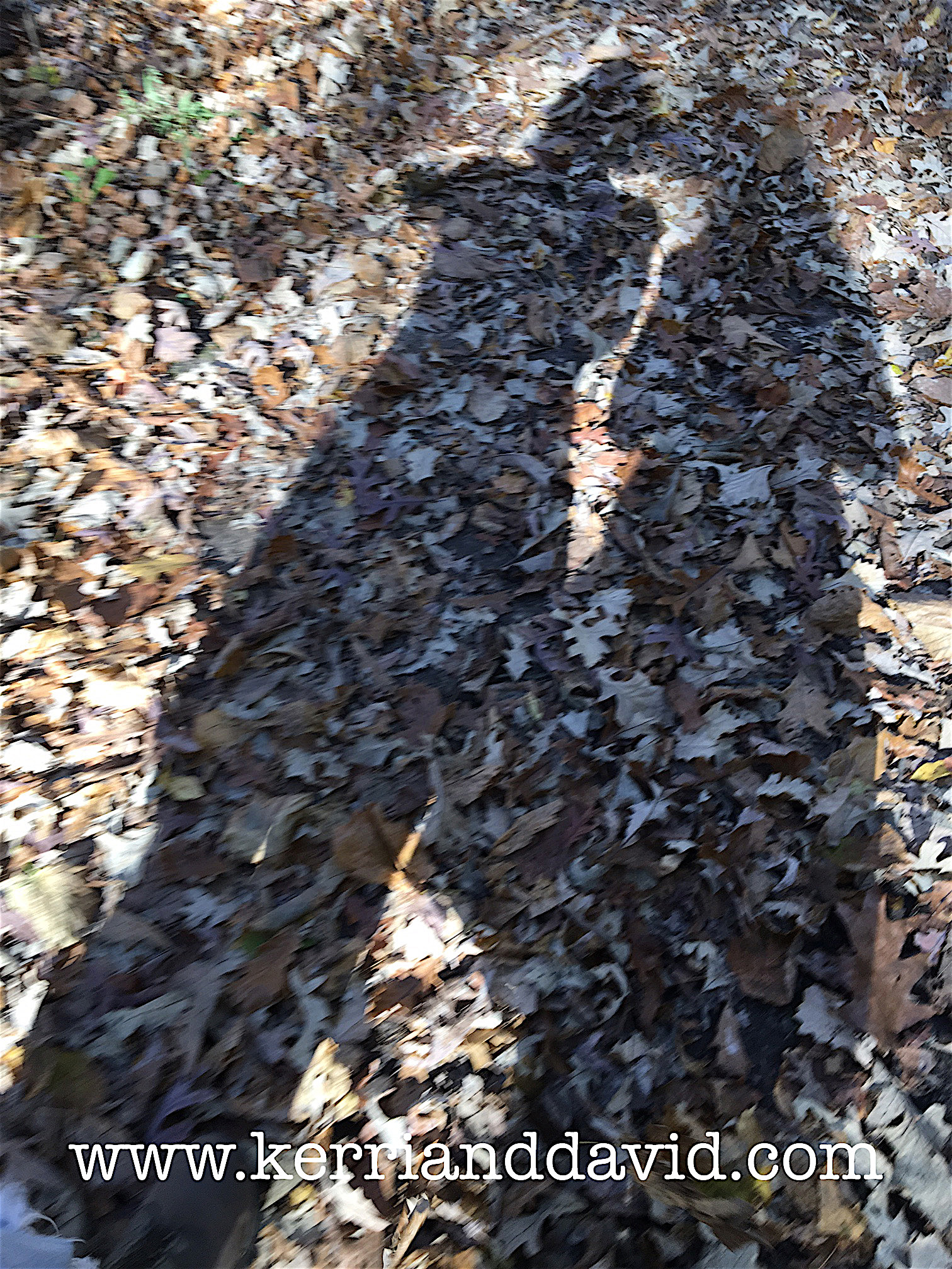 shadow bristol woods website.jpg