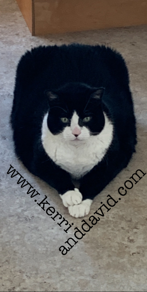 squarecat website box