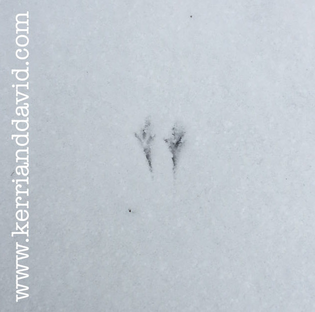 birdy feet website box