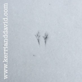 birdy feet website box