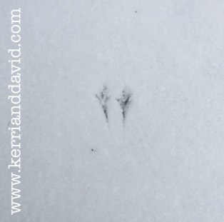 birdy feet website box