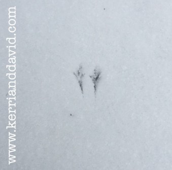 birdy feet website box