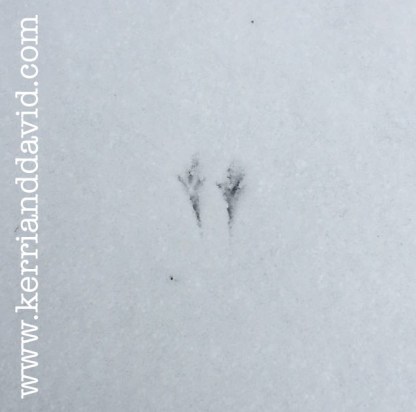 birdy feet website box