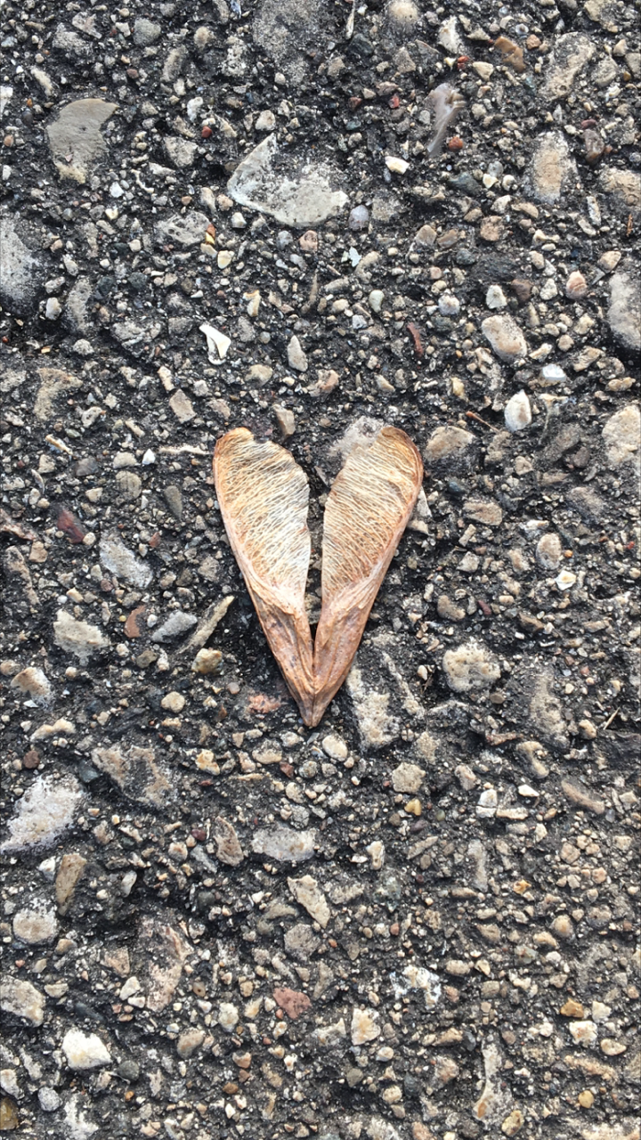heart leaf