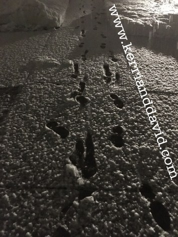 snowsteps website box