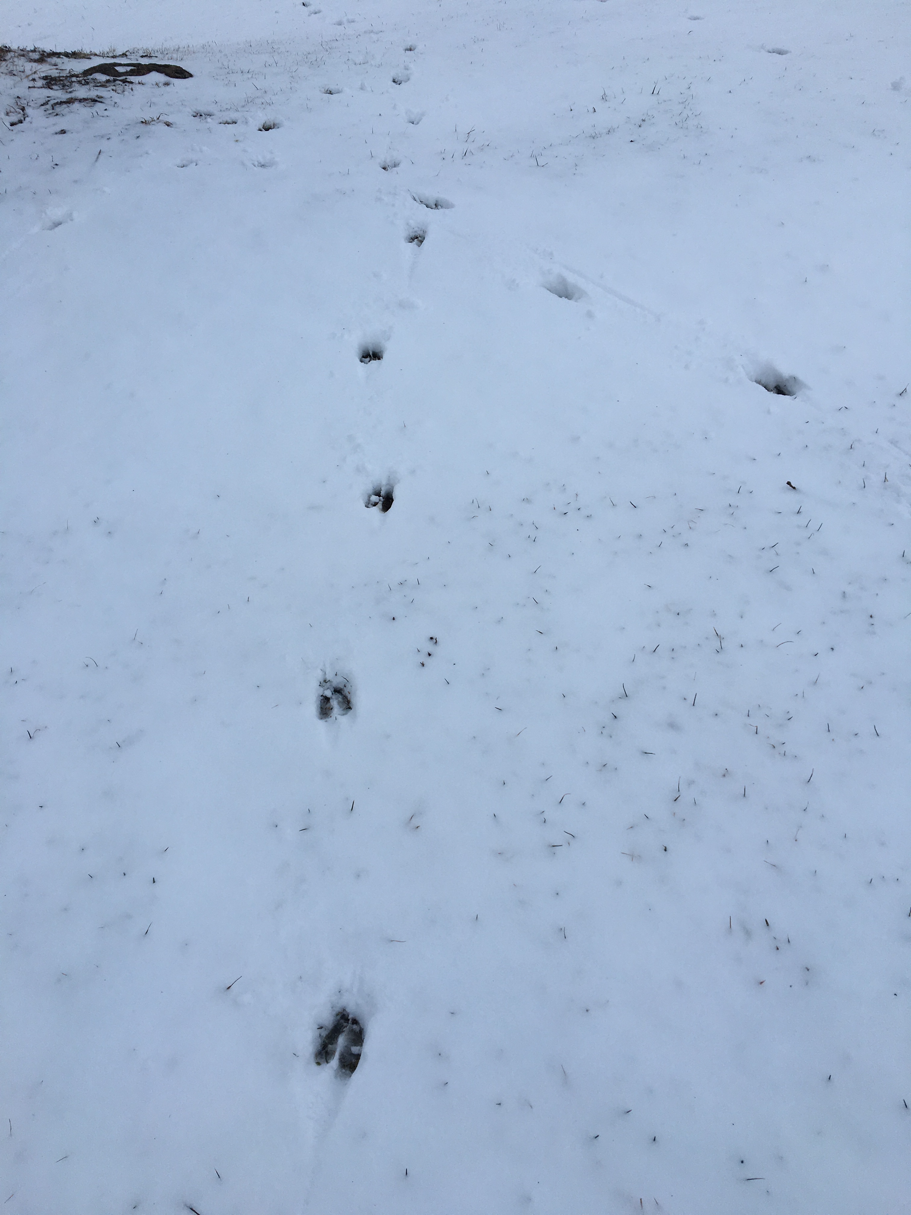 deer tracks converge