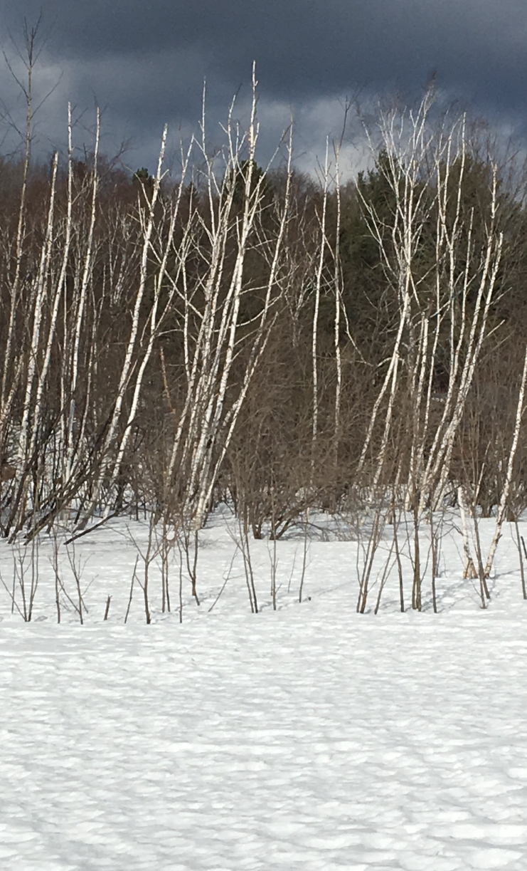 birch in winter