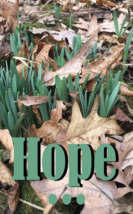 hope (spring) copy
