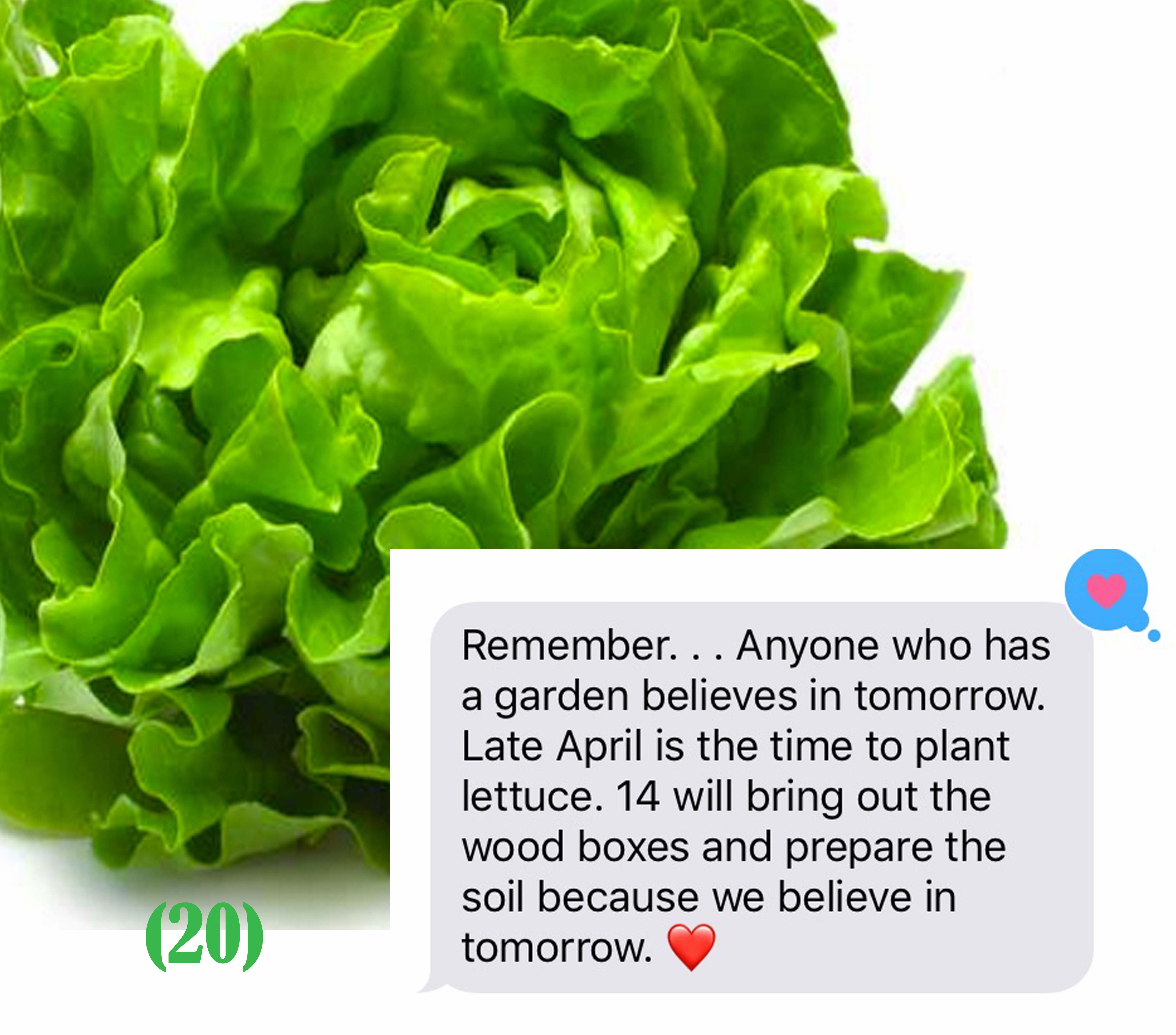 plant lettuce