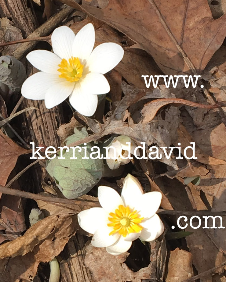 white flowers website box