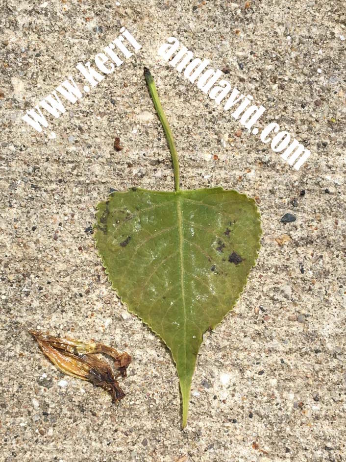 green heart leaf website box