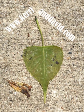 green heart leaf website box