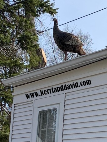 turkey on the roof website box