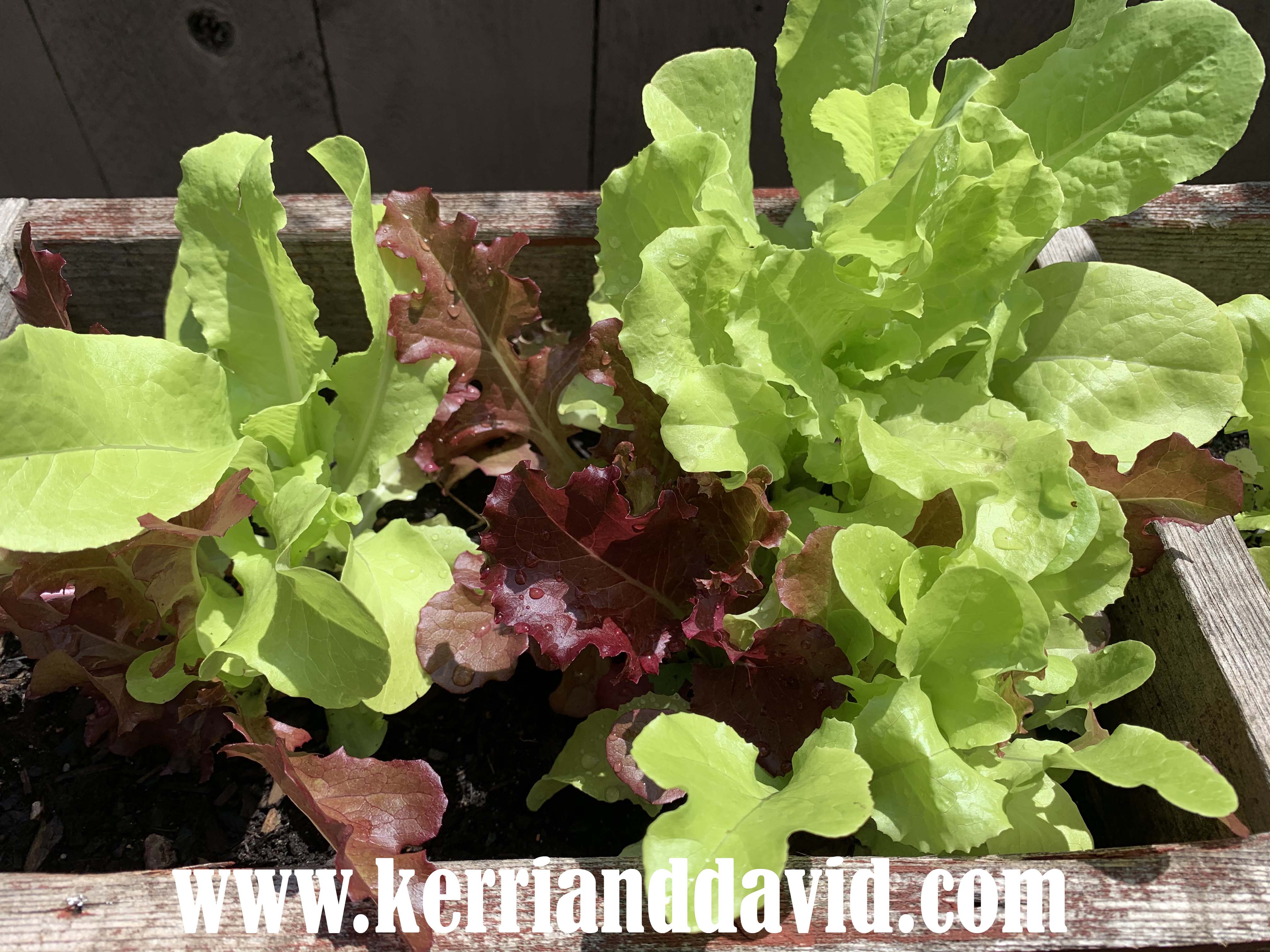 lettuce website box