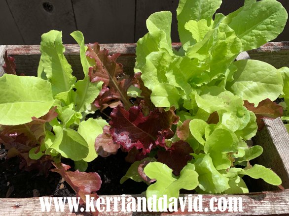 lettuce website box