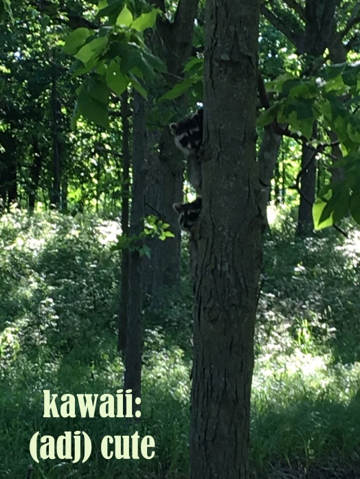 kawaii raccoons