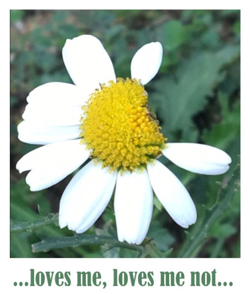 loves me loves me not